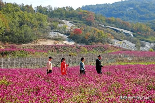 駐馬店市驛城區 走好鄉村振興路,共繪驛城新畫卷
